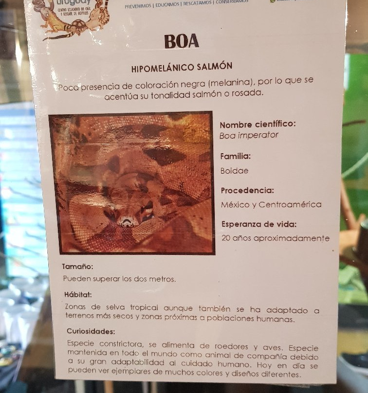 Alternatus Uruguay Criadero De Reptiles景点图片