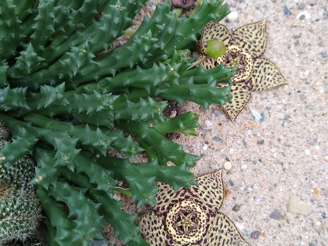 Experience Park Cactus Oasis景点图片