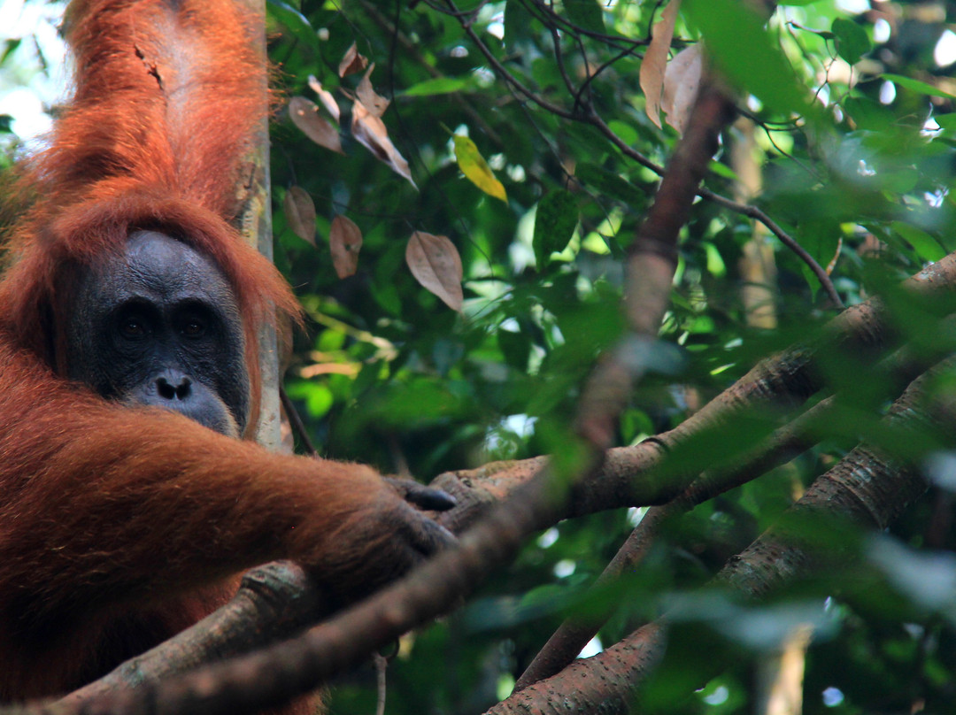 Expedition Jungle-武吉拉旺必去景点