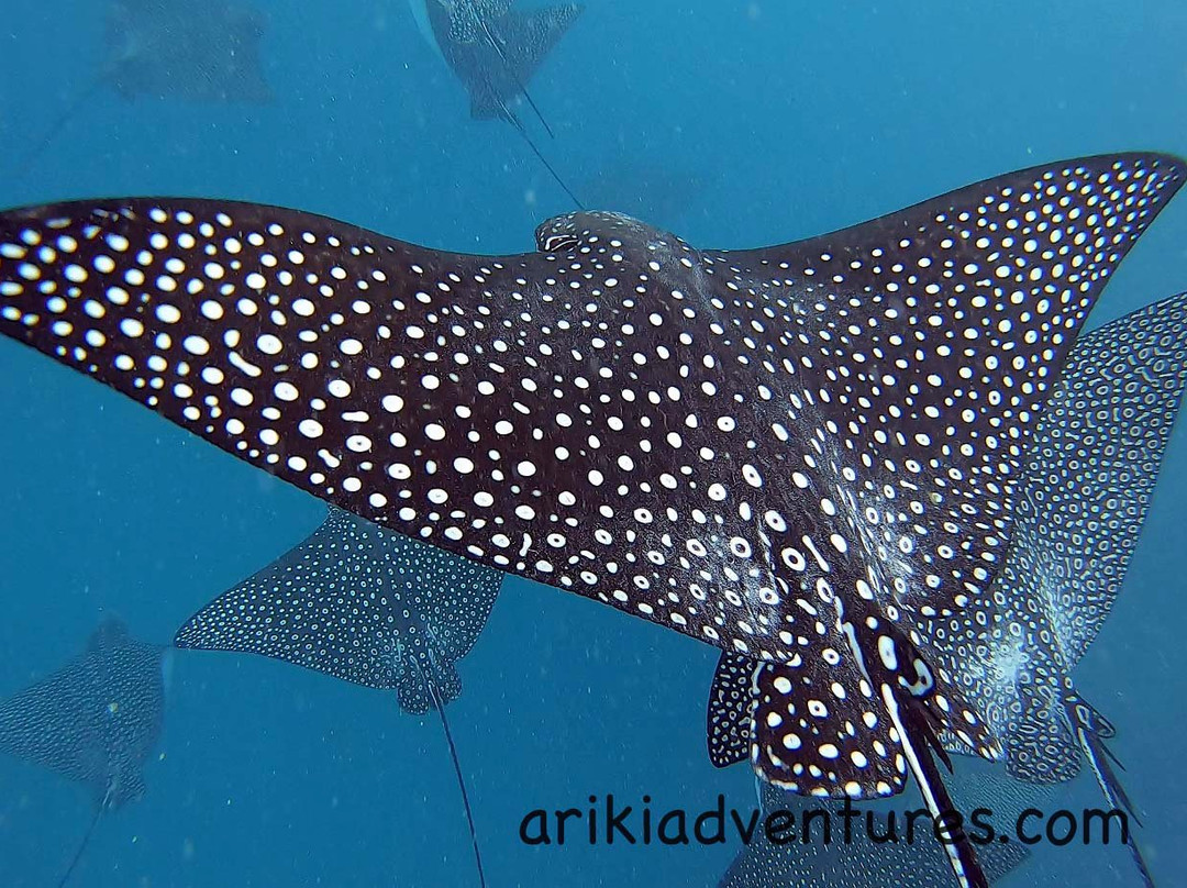 Ariki Adventures-拉罗汤加必去景点