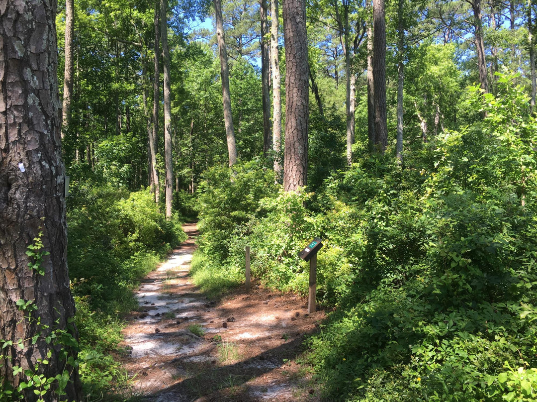 Pine Cliffs Recreation Area - Neusiok Trail景点图片
