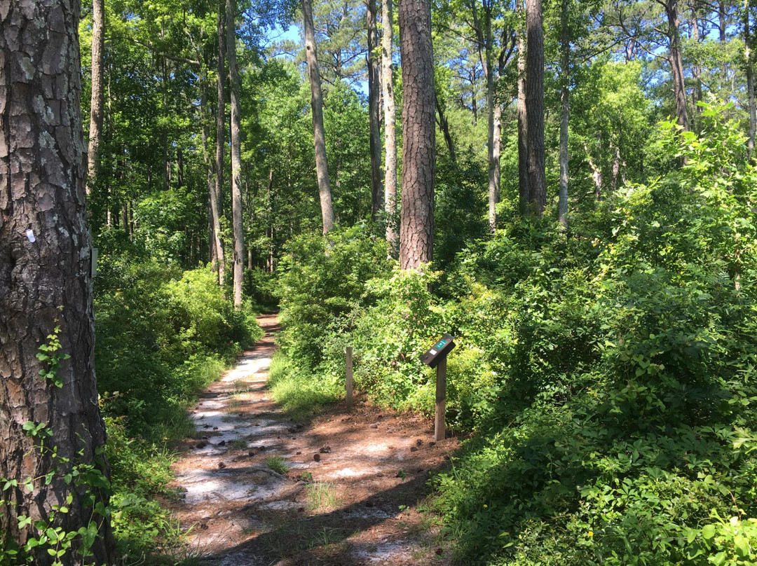 Pine Cliffs Recreation Area - Neusiok Trail景点图片