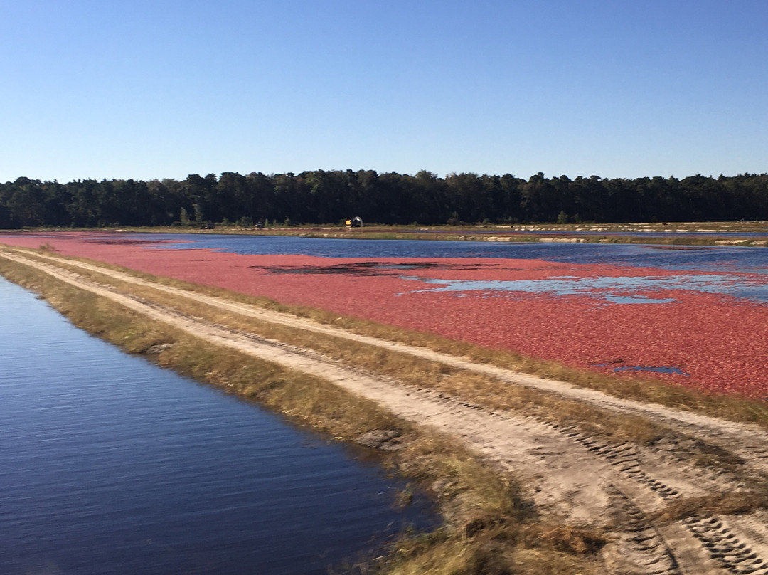 Pine Barrens Native Fruits