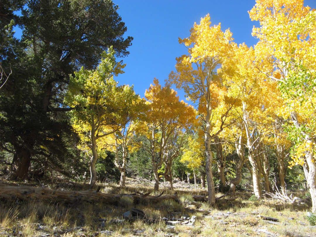 Baker Lake Trail景点图片