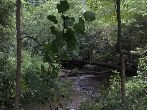 Fredrick-Miller Spring