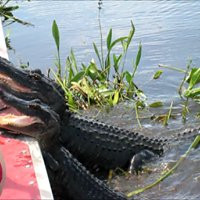 New Orleans Airboat Tours景点图片