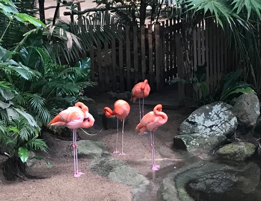 Rhythms of the Night by Vallarta Adventures-瓦拉塔港必去景点