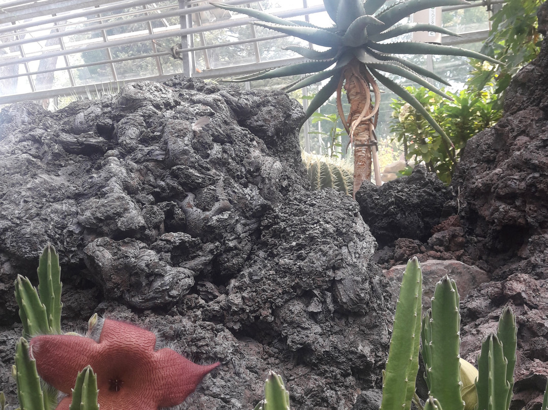 Jardin Botanique Alpin de Meyrin-梅林必去景点