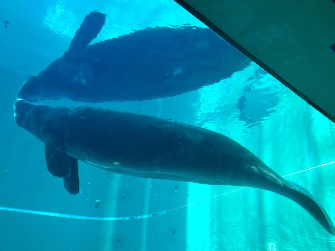 Manatee Center景点图片