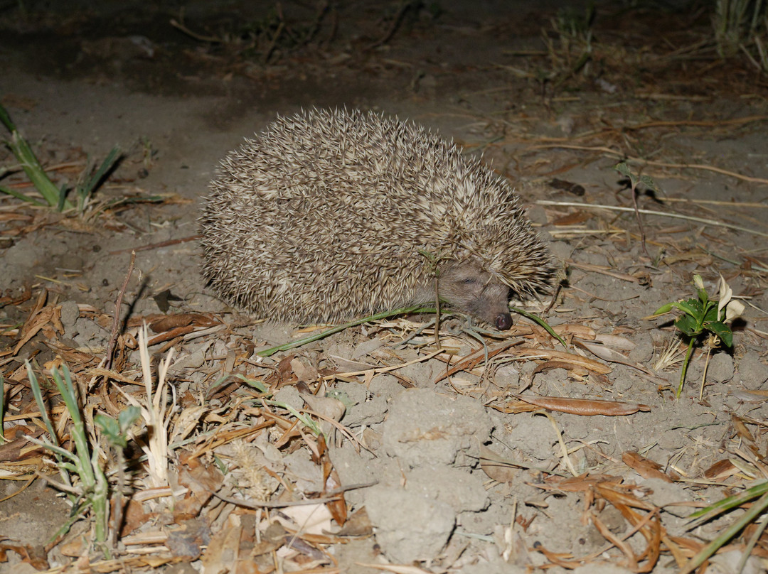 Oasis Hotel Bungalows主图