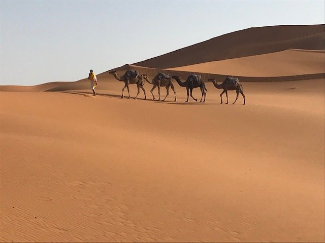 Camel Excursions Morocco景点图片