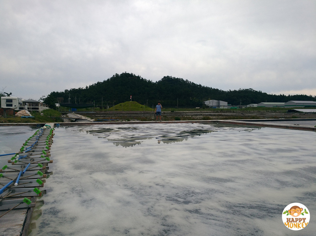 Taepyeong Salt Field-新安郡必去景点