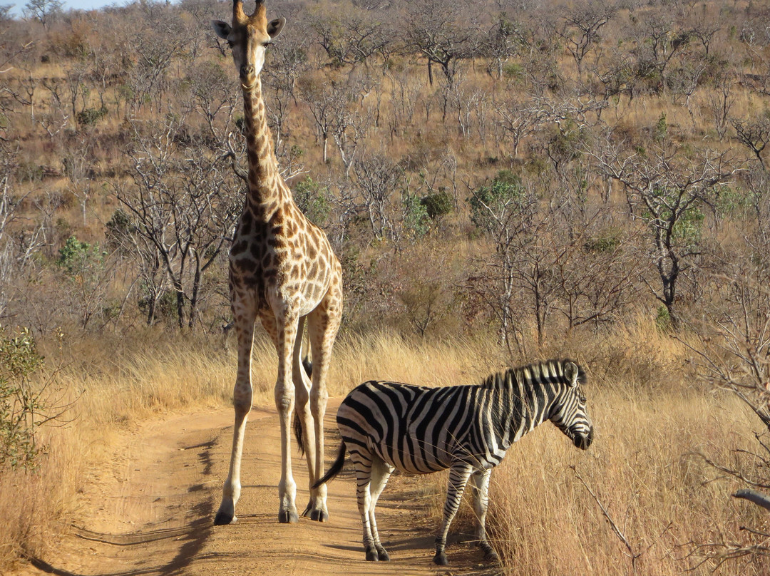 Shambala Private Game Reserve主图