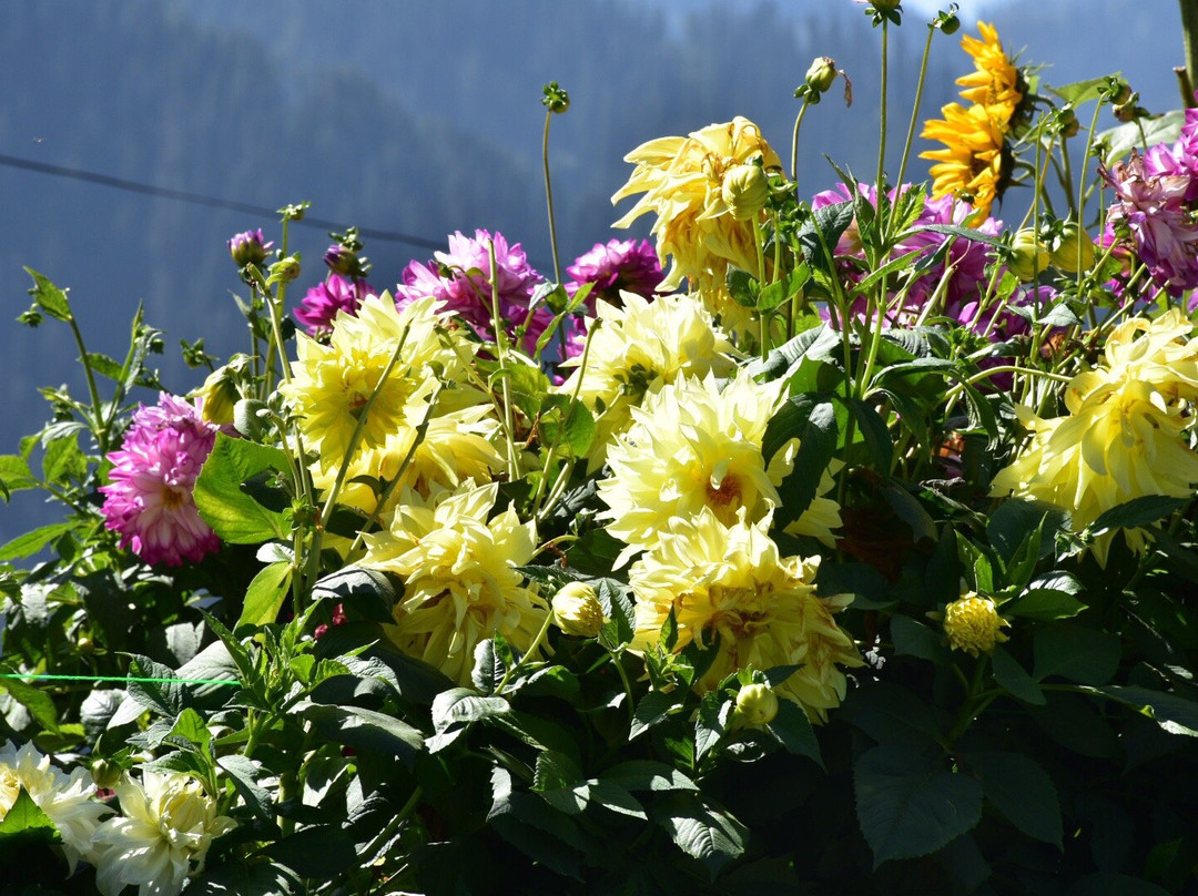 Arcadian Sprucewoods Luxury Resort主图