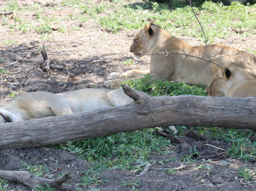 Naza's Tanzania Safari-Dar es Salaam必去景点