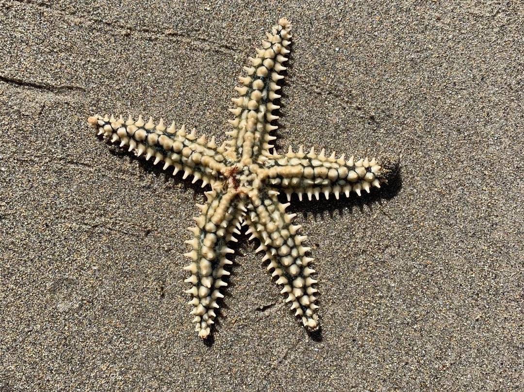 Praia Das Illas-Ribadeo必去景点