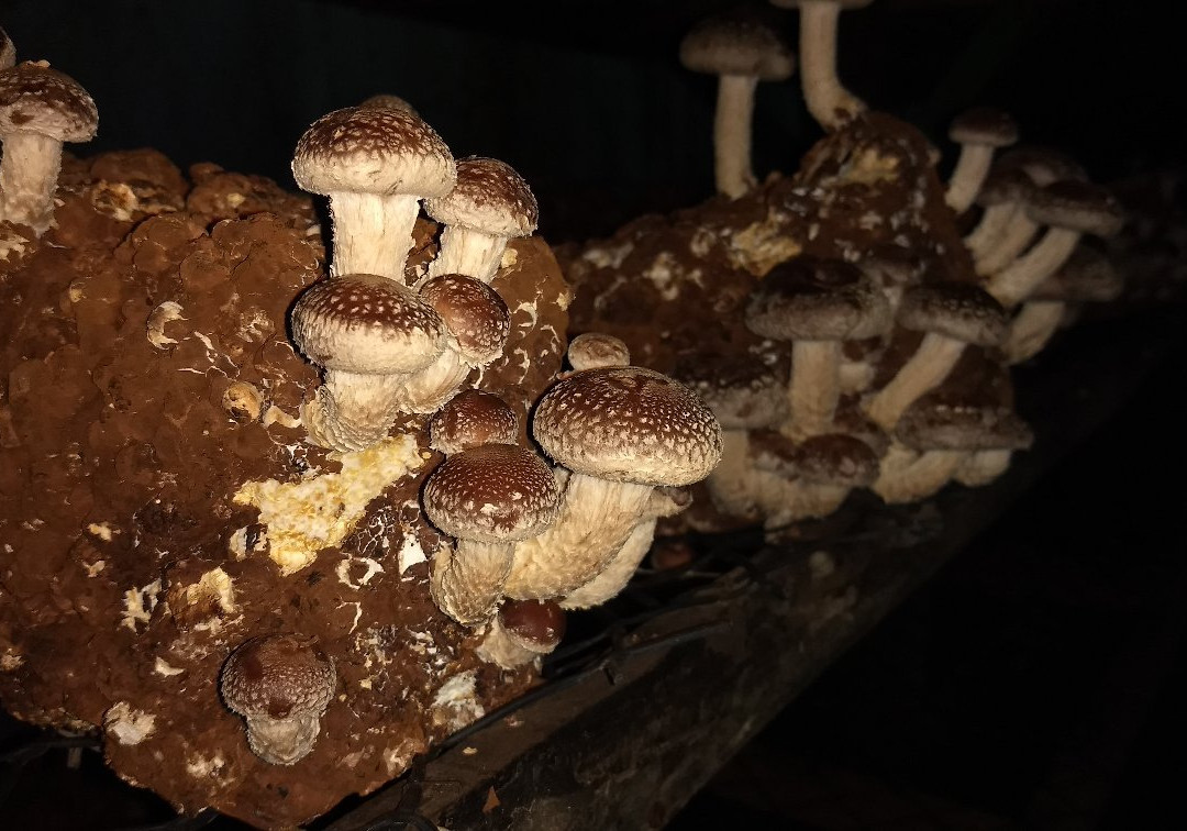 Casa da Mata-圣安东尼奥杜皮尼亚尔必去景点