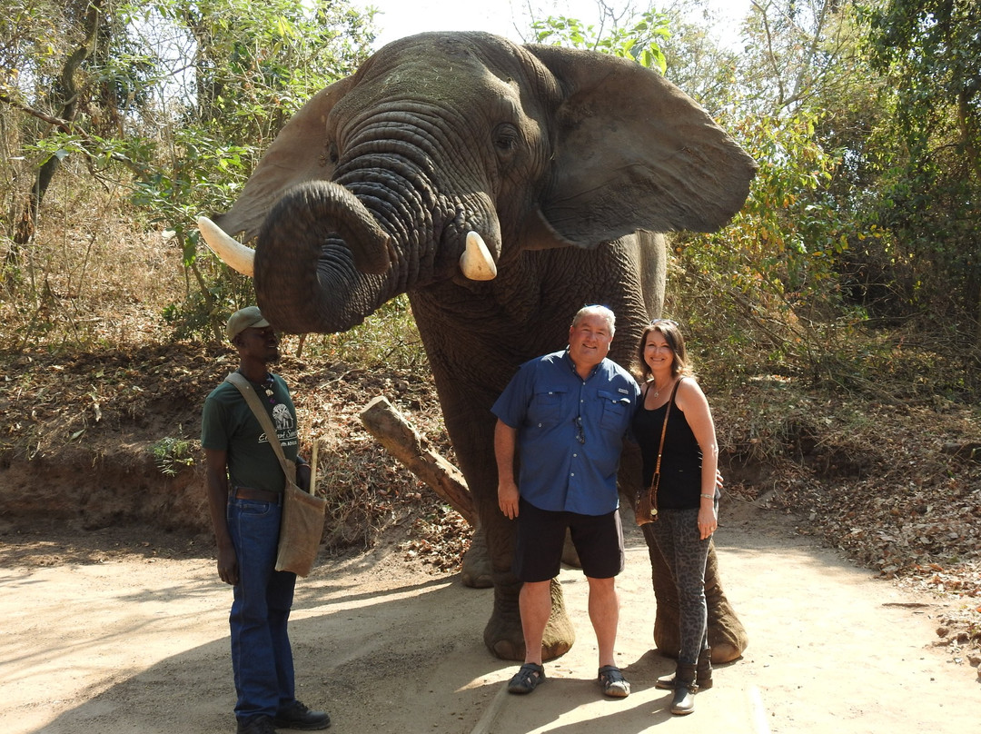 The Elephant Sanctuary景点图片