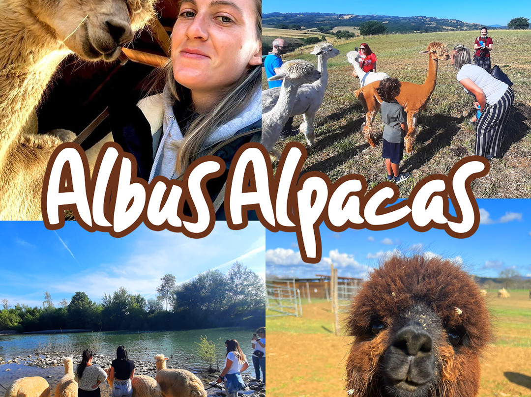 Albus Alpacas景点图片