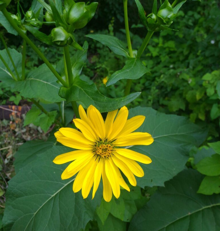 Ufa Botanical Garden景点图片