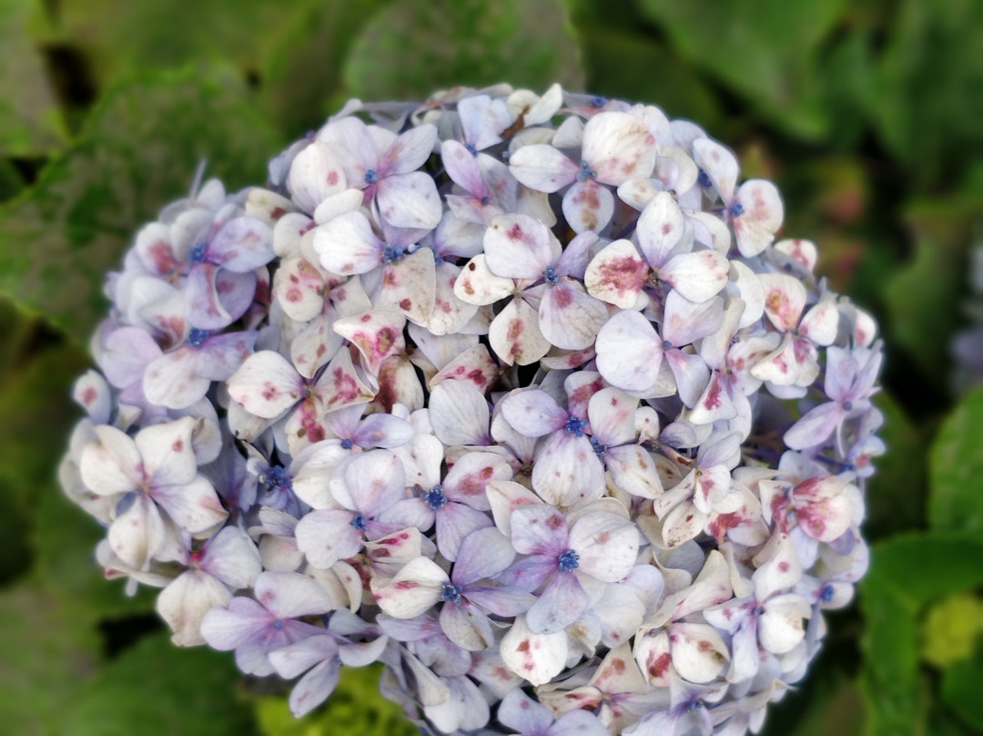 Sterling Ooty Elk Hill主图