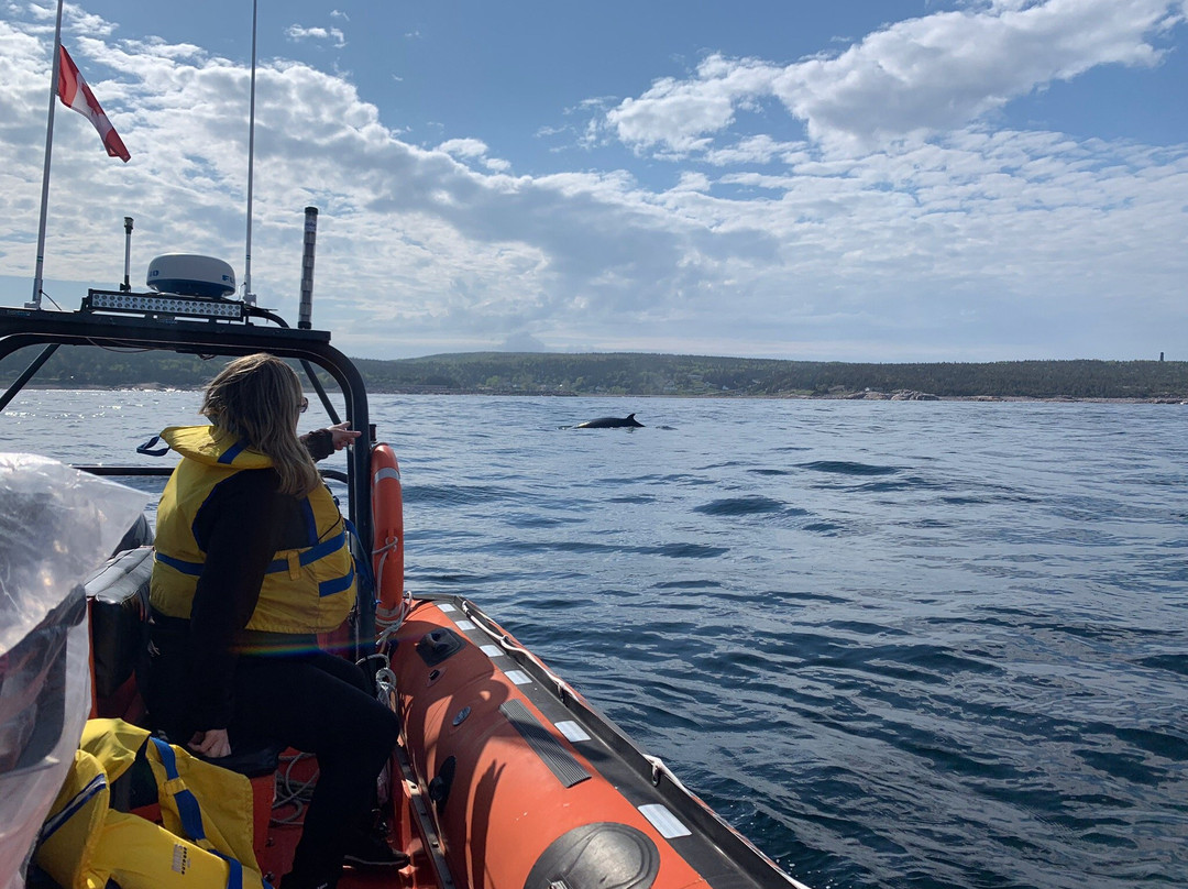 Dixon's Zodiac Seafari-Neil's Harbor必去景点