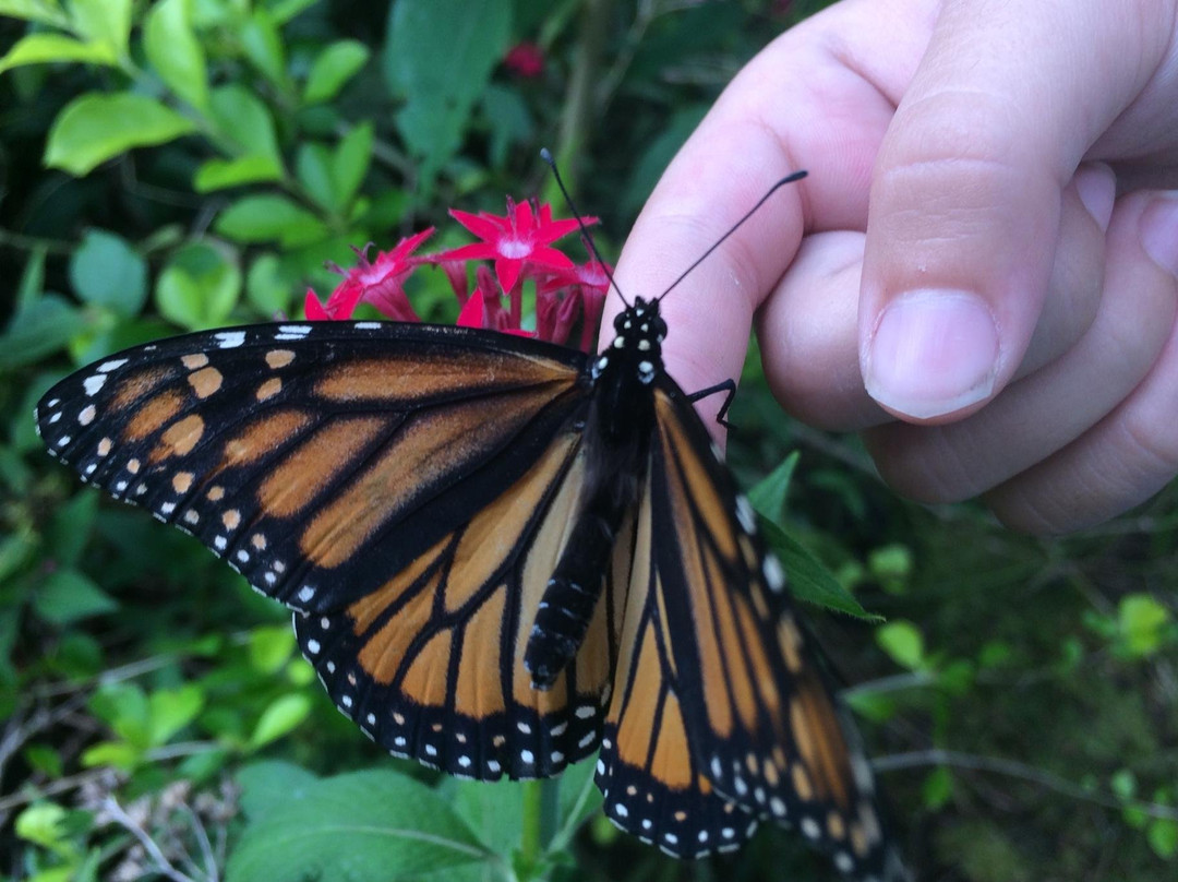 The Maui Butterfly Farm-拉海纳必去景点