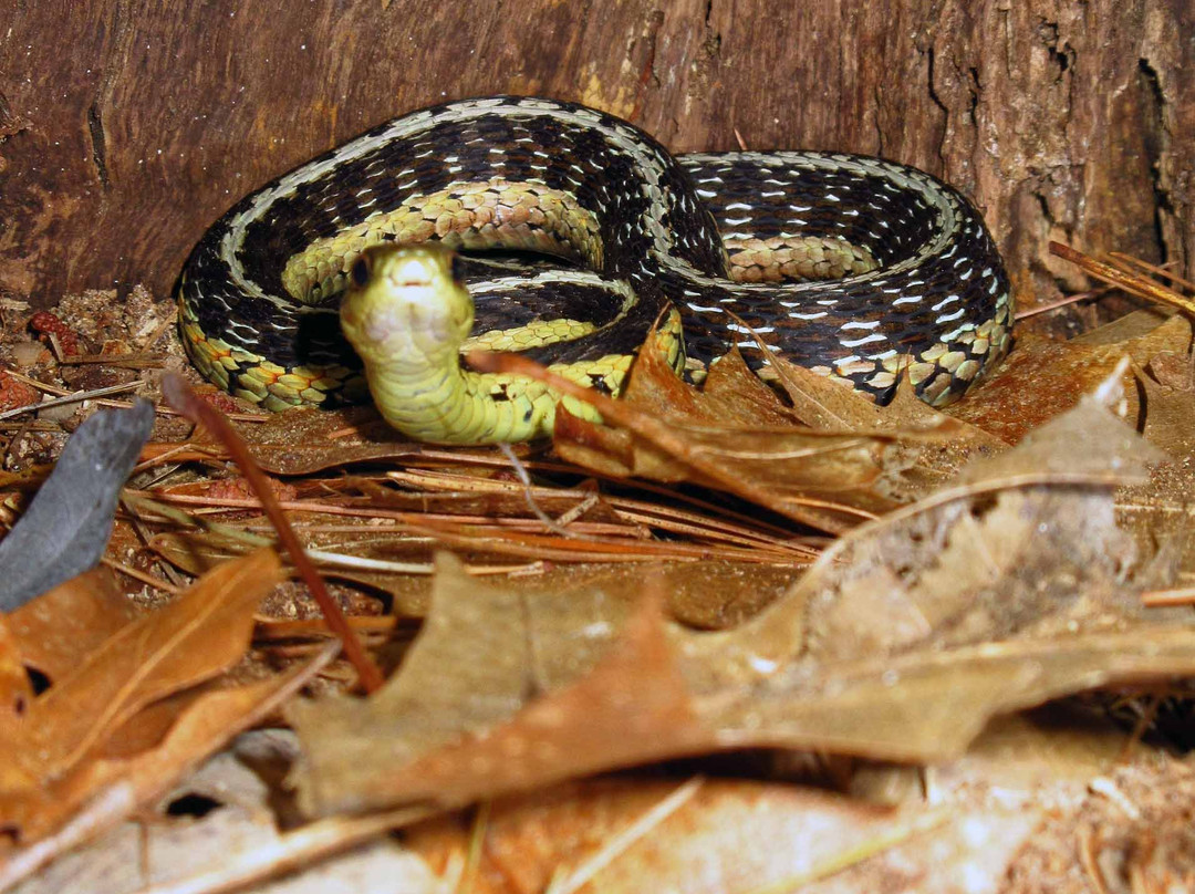 Massasauga Provincial Park-帕里桑德必去景点