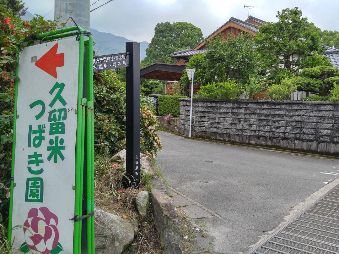 Kurume World Camellia Museum景点图片