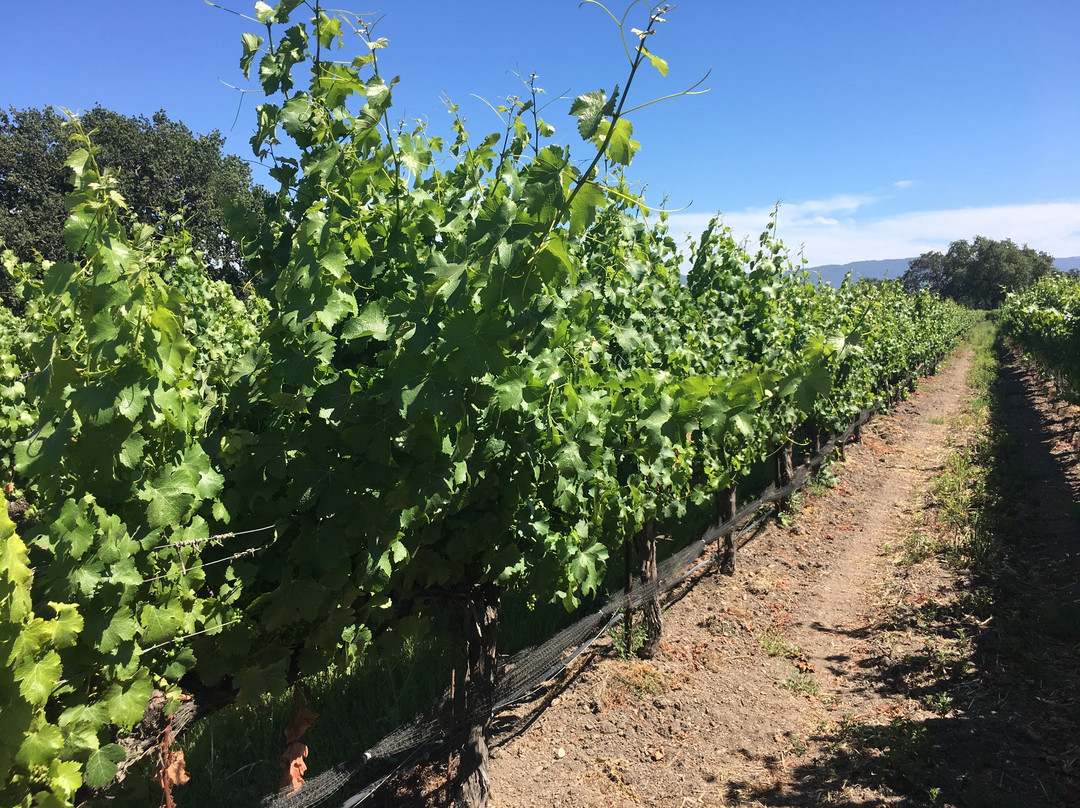 Roblar Winery & Vineyards景点图片