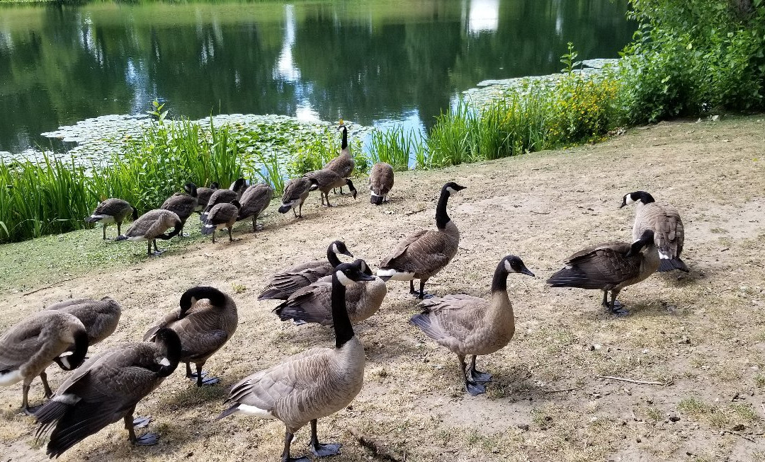 Lake Sacajawea Park景点图片