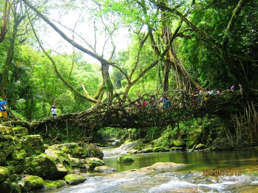 Roots Bridges景点图片