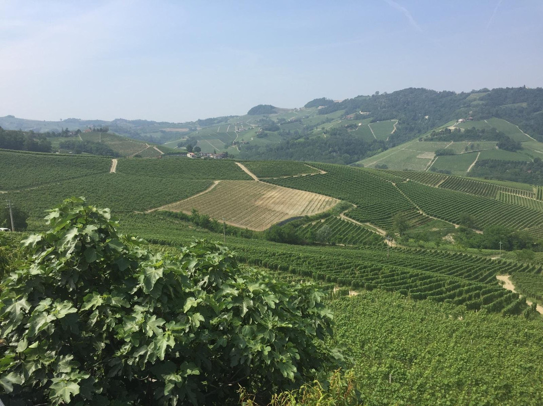Cantina Luigi Pira景点图片