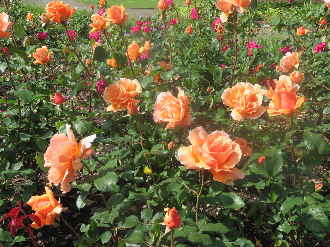 Rose Bank Gardens景点图片