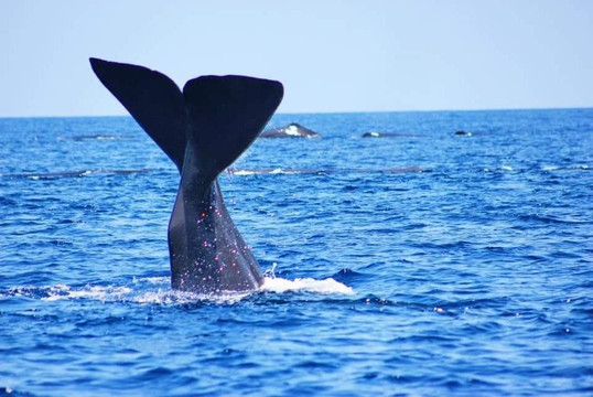 Nilaveli whales&dolphin watching tour club-尼拉瓦利必去景点