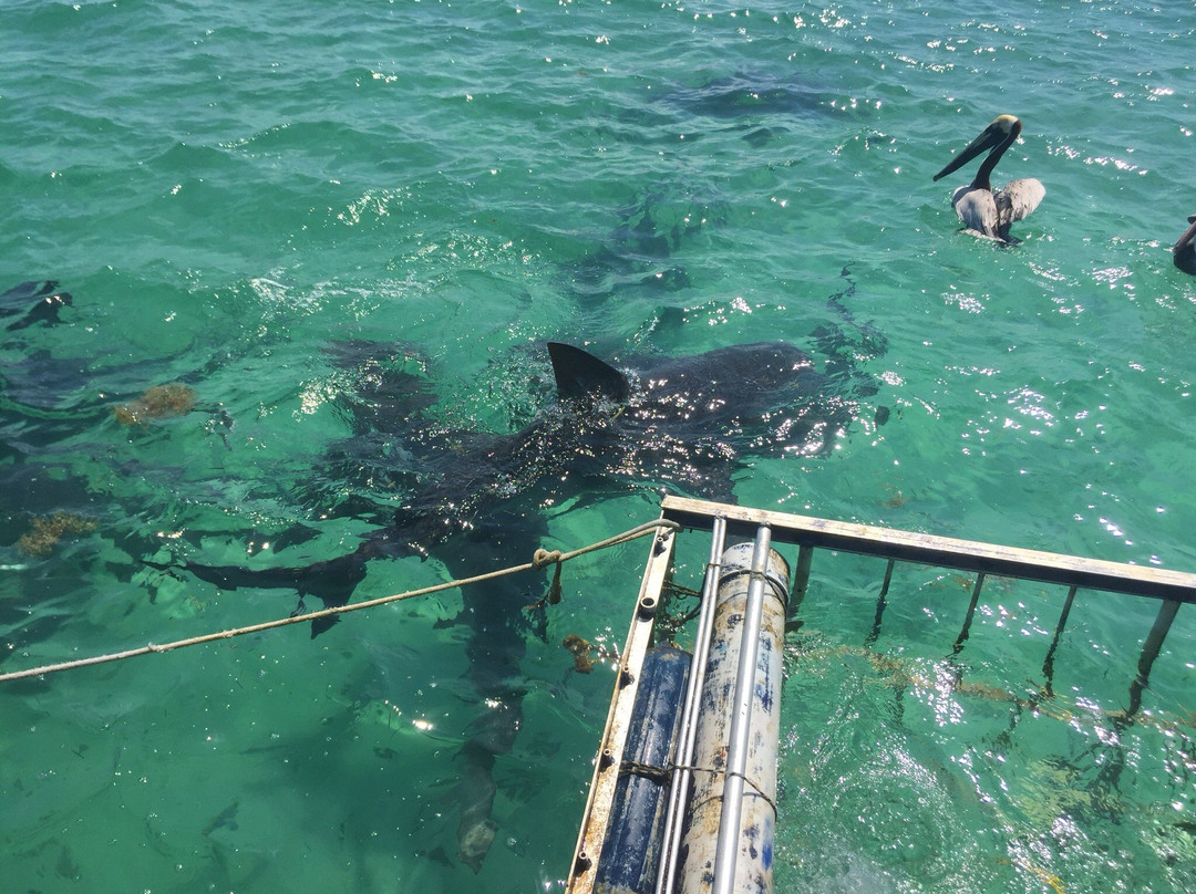 Bimini Bull Run-Bimini必去景点