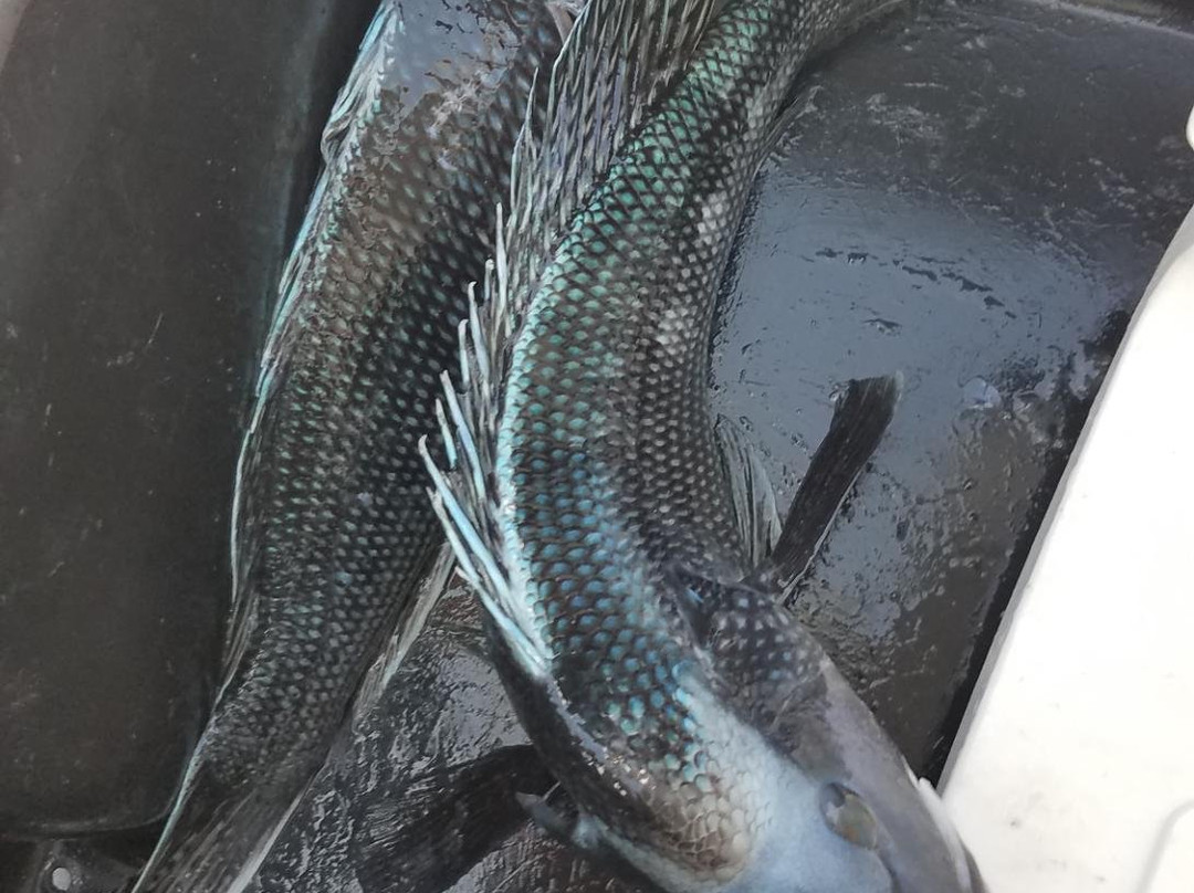 Abdow's Magic charters-查塔姆必去景点