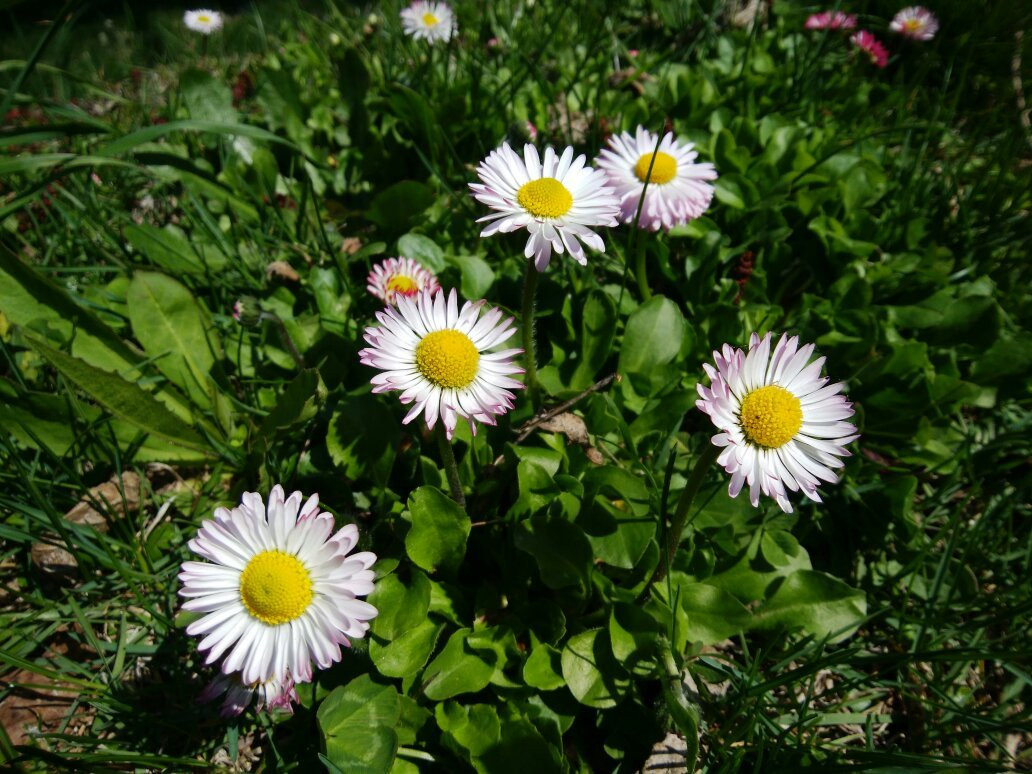Kabutonuma Park-丰富町必去景点