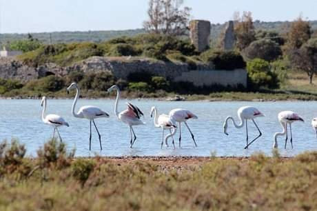 Nature reserve Salina dei Monaci景点图片