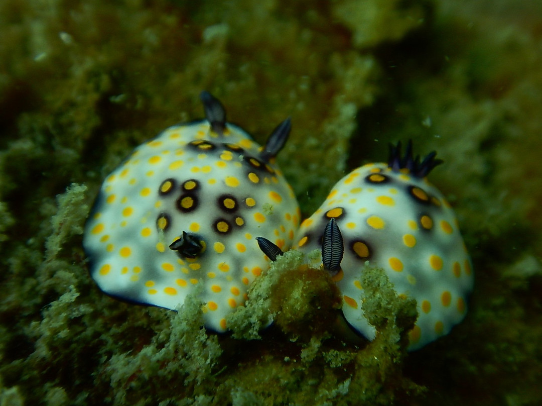 West Coast Adventures Kapu-乌杜皮必去景点