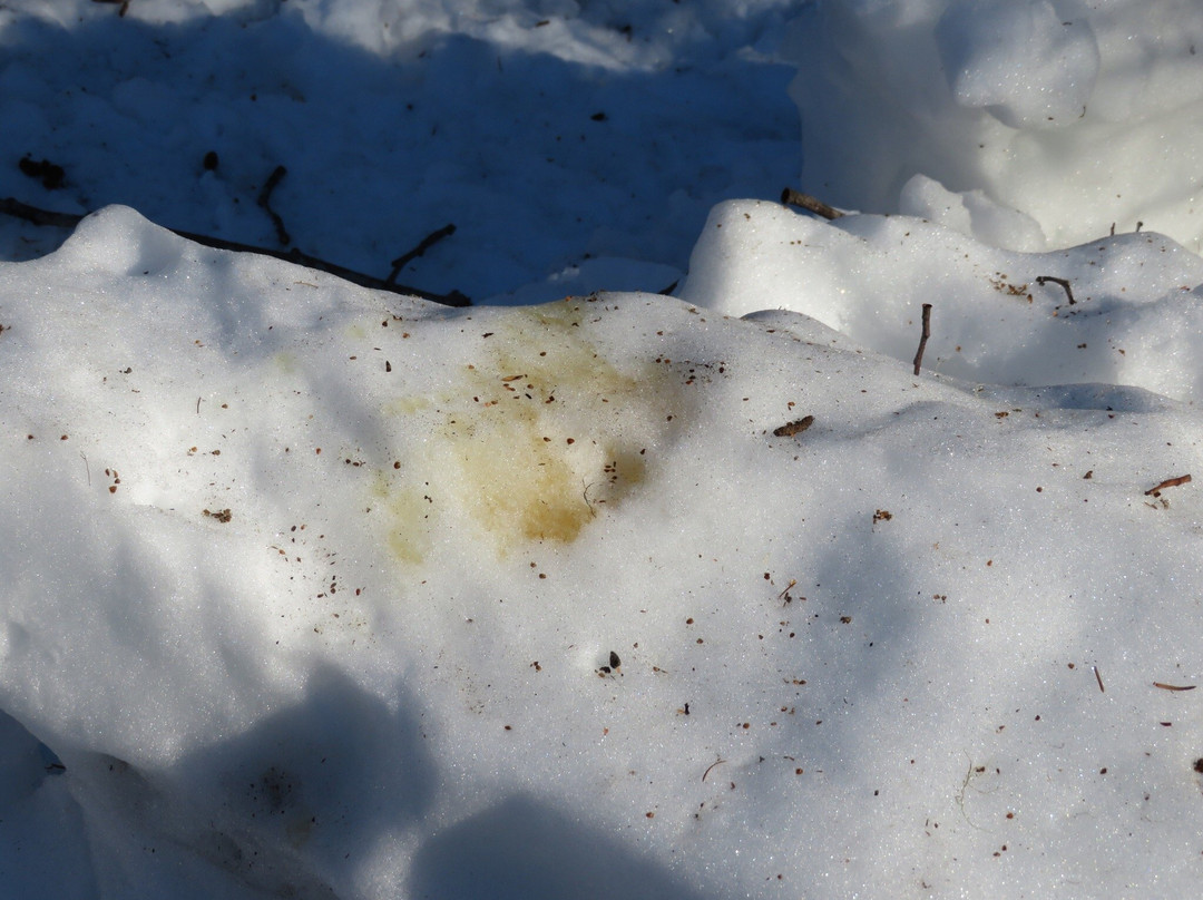 Giant Spruce Park-Kitimat必去景点