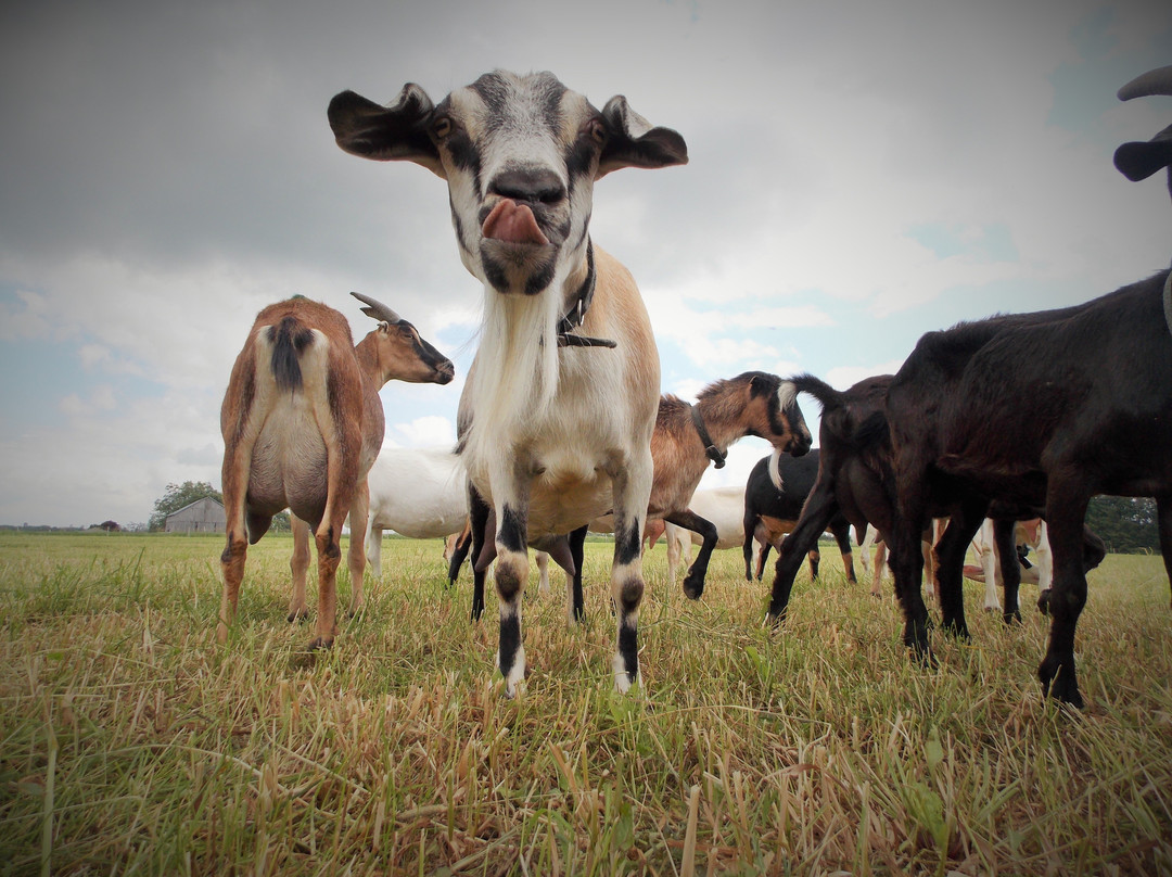 River's Edge Goat Dairy景点图片