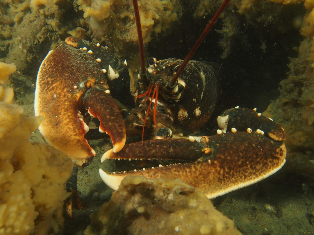 Antaqua Diving School-Deurne必去景点