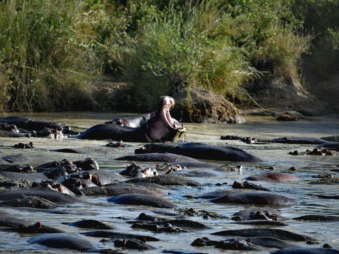Serengeti Hippo Pool景点图片