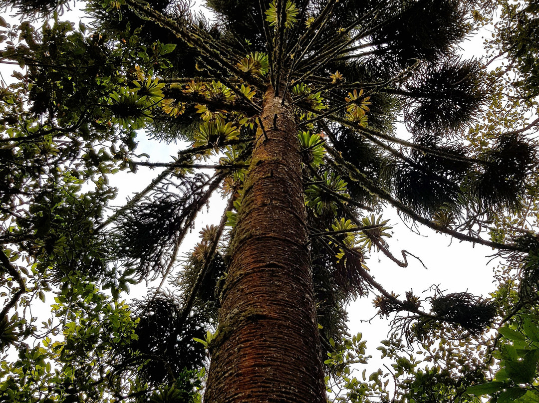 Hosteria Finca Chamanapamba主图