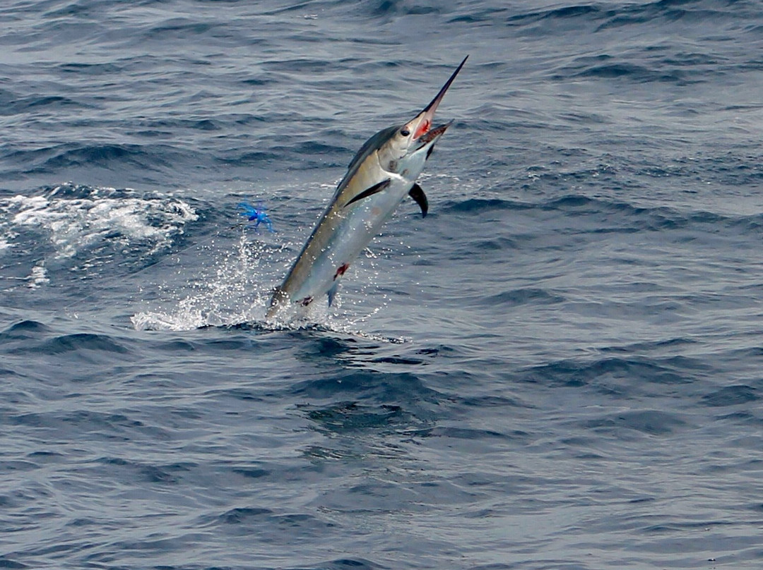 Hotshot Charters-Runaway Bay必去景点