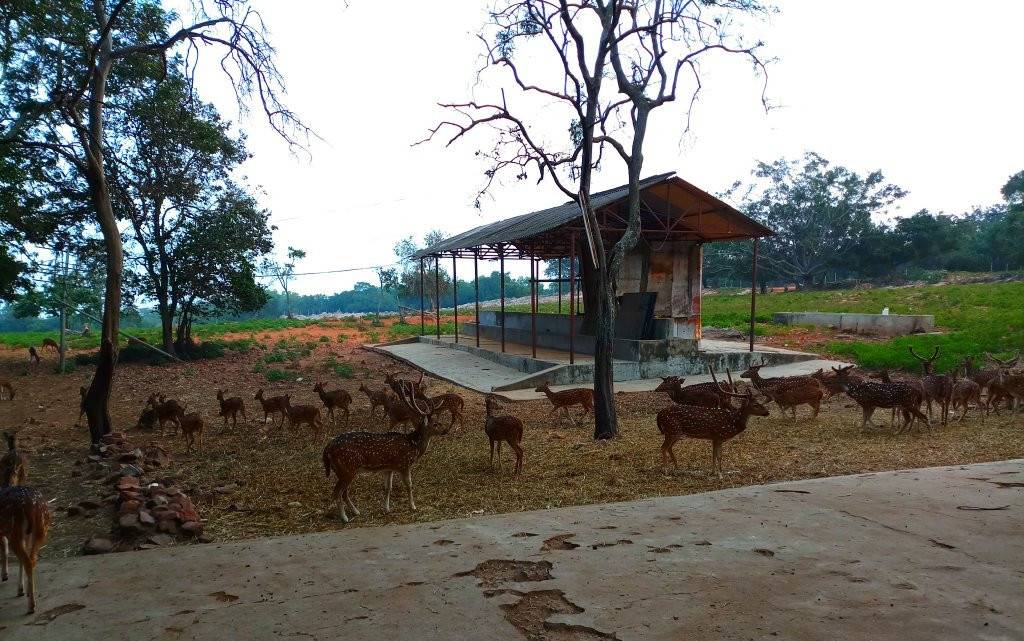 Deer Park景点图片