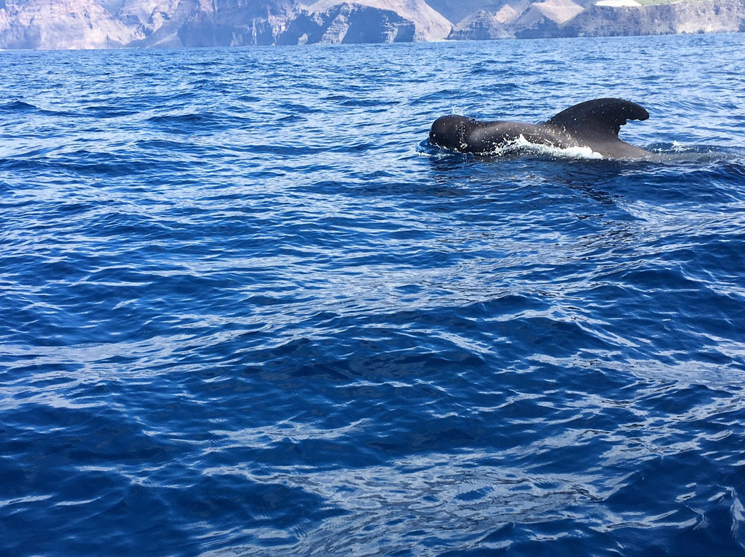 Oceano Whale Watching La Gomera景点图片