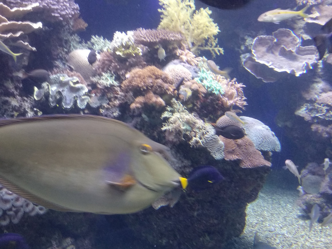 Underwater Observatory Marine Park-埃拉特必去景点