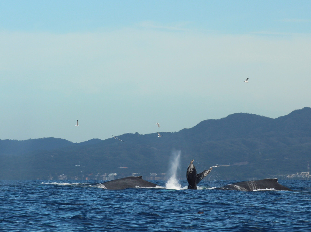BIOCEAN Wildlife Encounters-新瓦雅塔必去景点